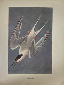 Roseate Tern Art Print