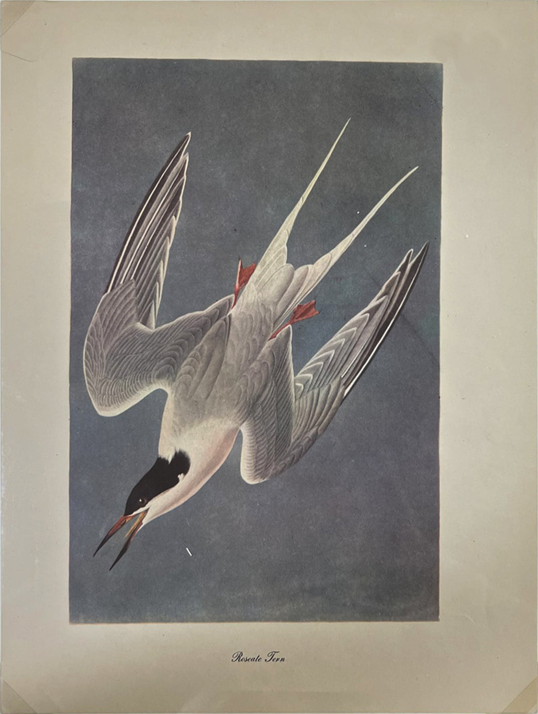 Roseate Tern Art Print