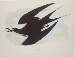 Sooty Tern Art Print