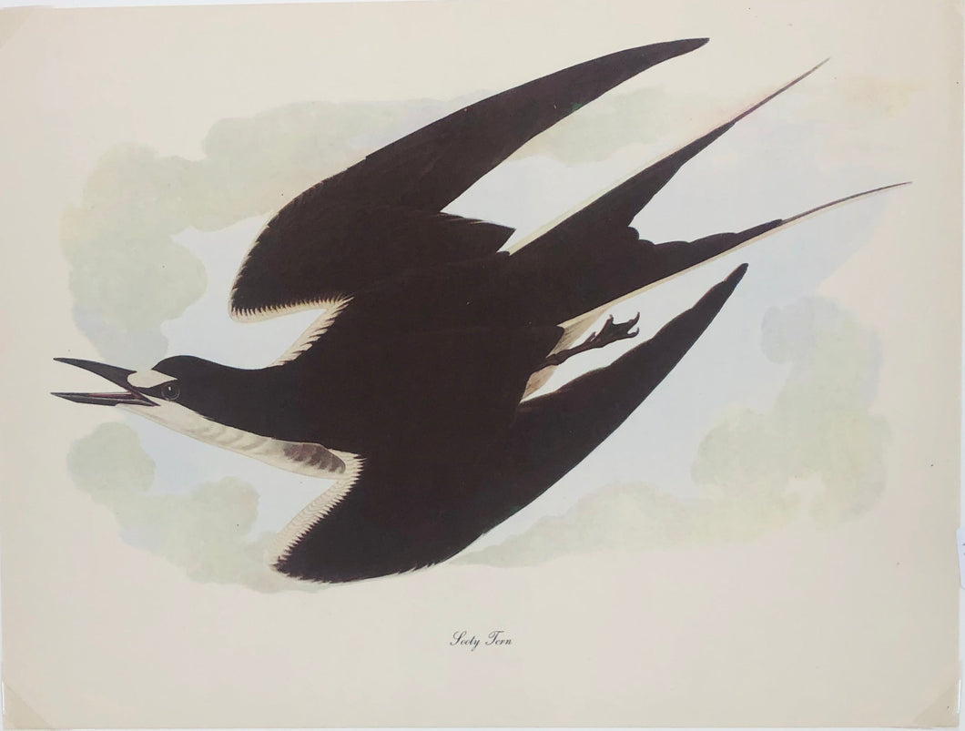 Sooty Tern Art Print