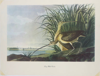 Long-Billed Curlew Art Print