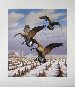 "Winter Wonder - Canada Geese" by David A. Maass