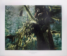 Load image into Gallery viewer, &quot;The Enchanted Forest&quot; by Collin Bogle