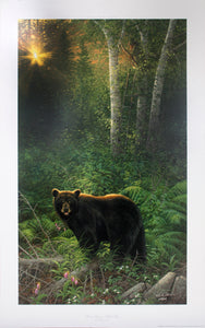 "Sunset Surprise - Black Bear" by Michael Sieve