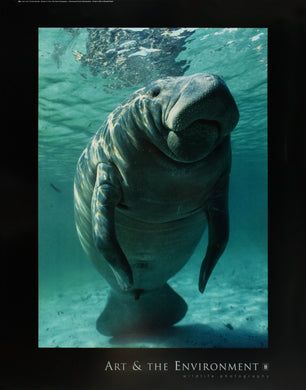 West Indian (Florida) Manatee by Brandon D. Cole