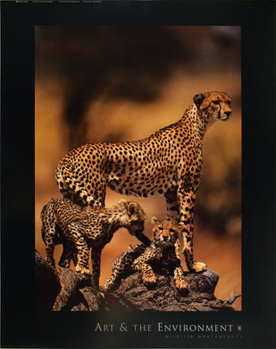 Art and the Environment wildlife photo of cheetah and her cubs