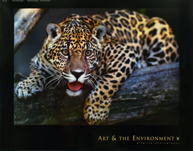 Jaguar by Gerry Ellis