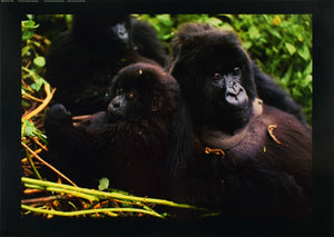 Mountain Gorilla by Gerry Ellis