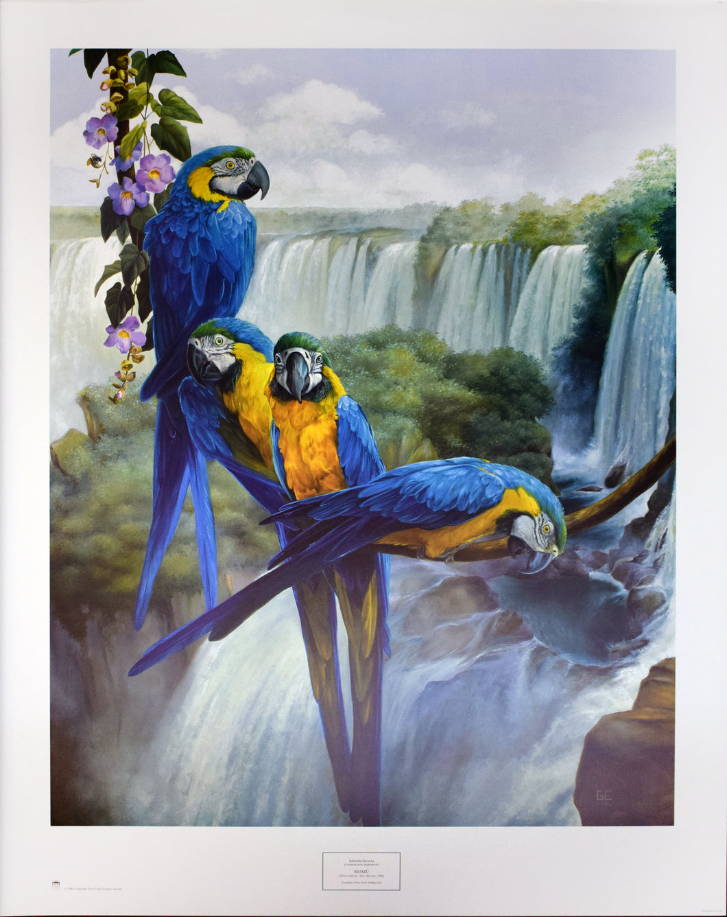 Iguazu by Gabriela Ezcurra