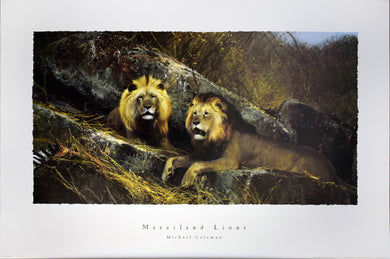 Masailand Lions by Michael Coleman