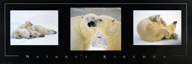 Polar Bears by Daniel J. Cox