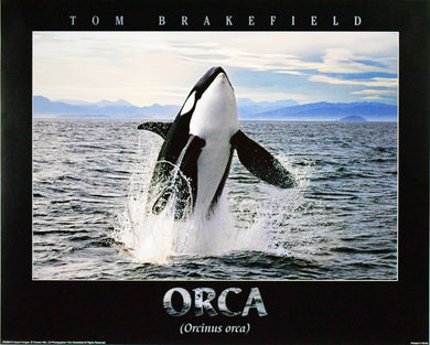 Orca by Tom Brakefield