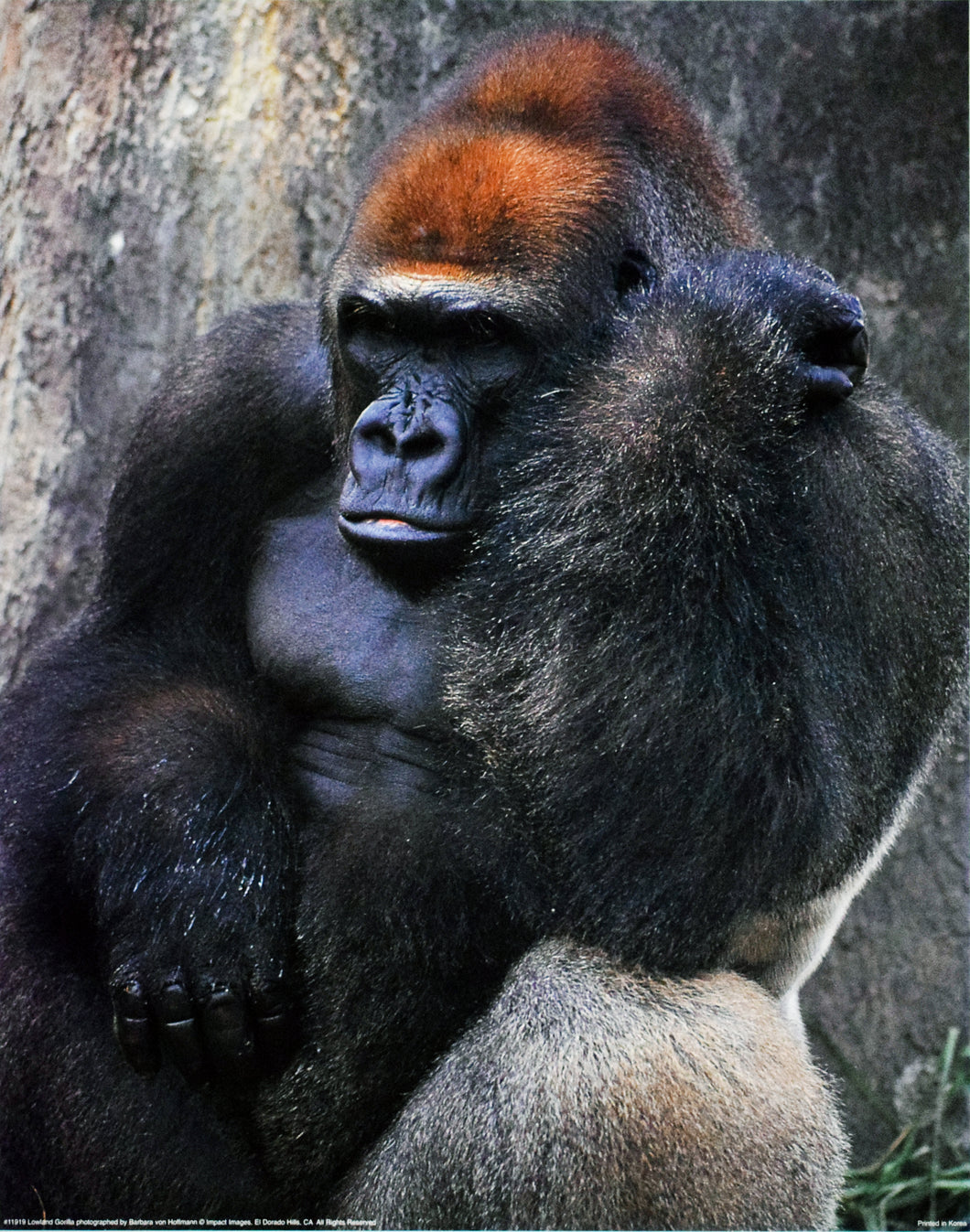 Lowland Gorilla by Barbara von Hoffmann