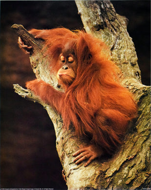 Orangutan by C. Allan Morgan
