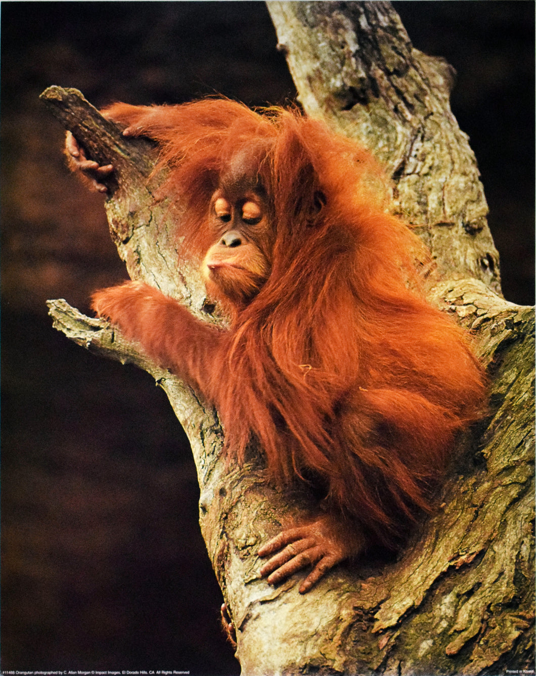 Orangutan by C. Allan Morgan