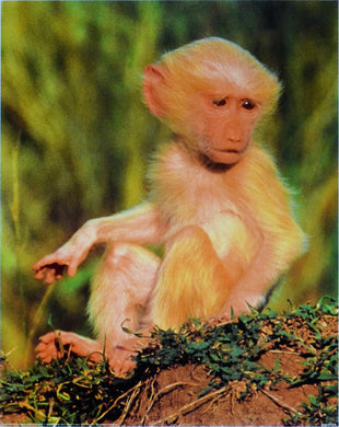 Albino Olive Baboon b A. Morris 16x20 inch poster of a photograph with white monkey looking past the camera with a green background sitting on dirt and grass