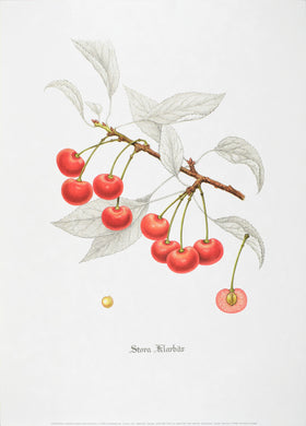 Nordic Cherries