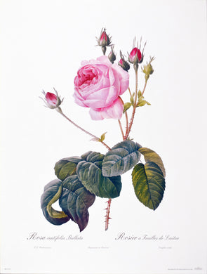 Rosa centifolia Bullata by P.J. Redoute