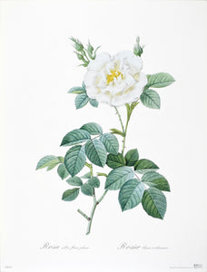 Rosa alba flore pleno by P.J. Redoute