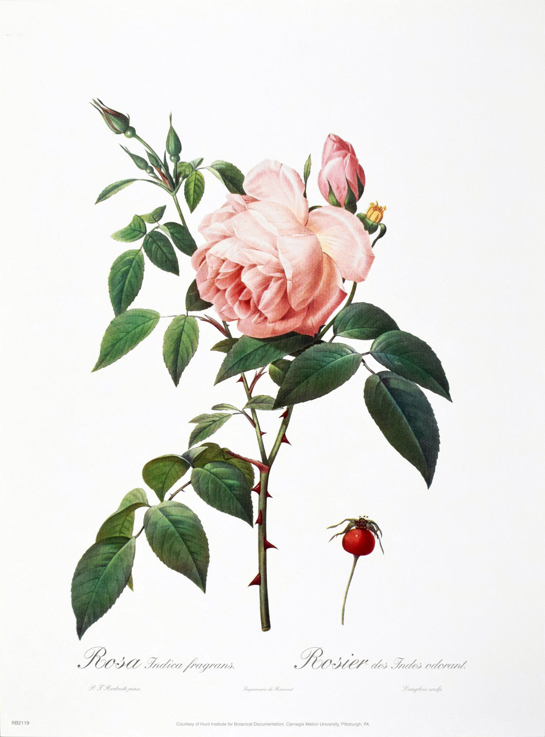 Rosa Indica fragrans by P.J. Redoute