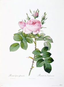 Rosa bifera officinalis by P.J. Redoute