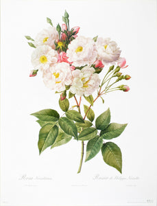 Rosa Noisettiana by P.J. Redoute