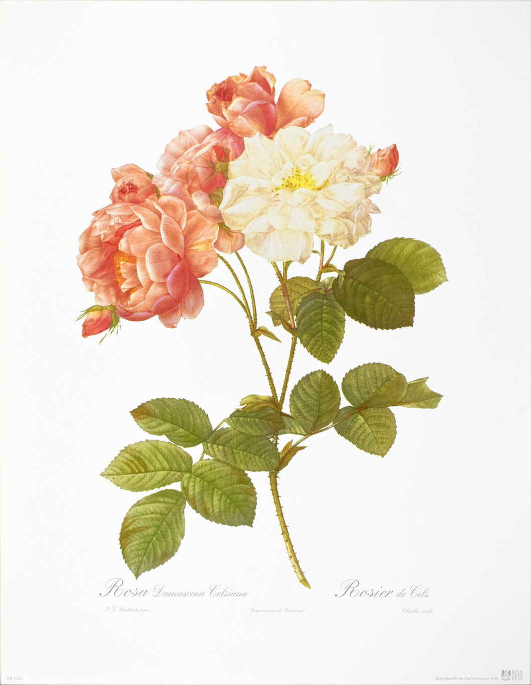 Rosa Damascena Celsiana by P.J. Redoute