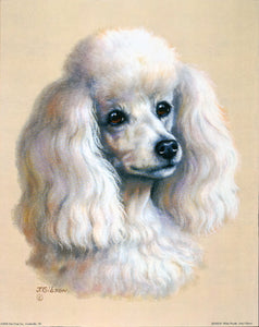 White Poodle by Judy Gibson