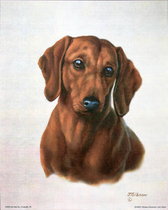 Miniature Dachshund by Judy Gibson