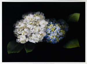 Blue and White Hydrangea by Rosemarie Stanford