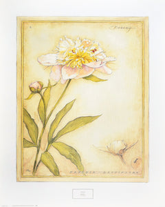 "Peony I" by Meg Page