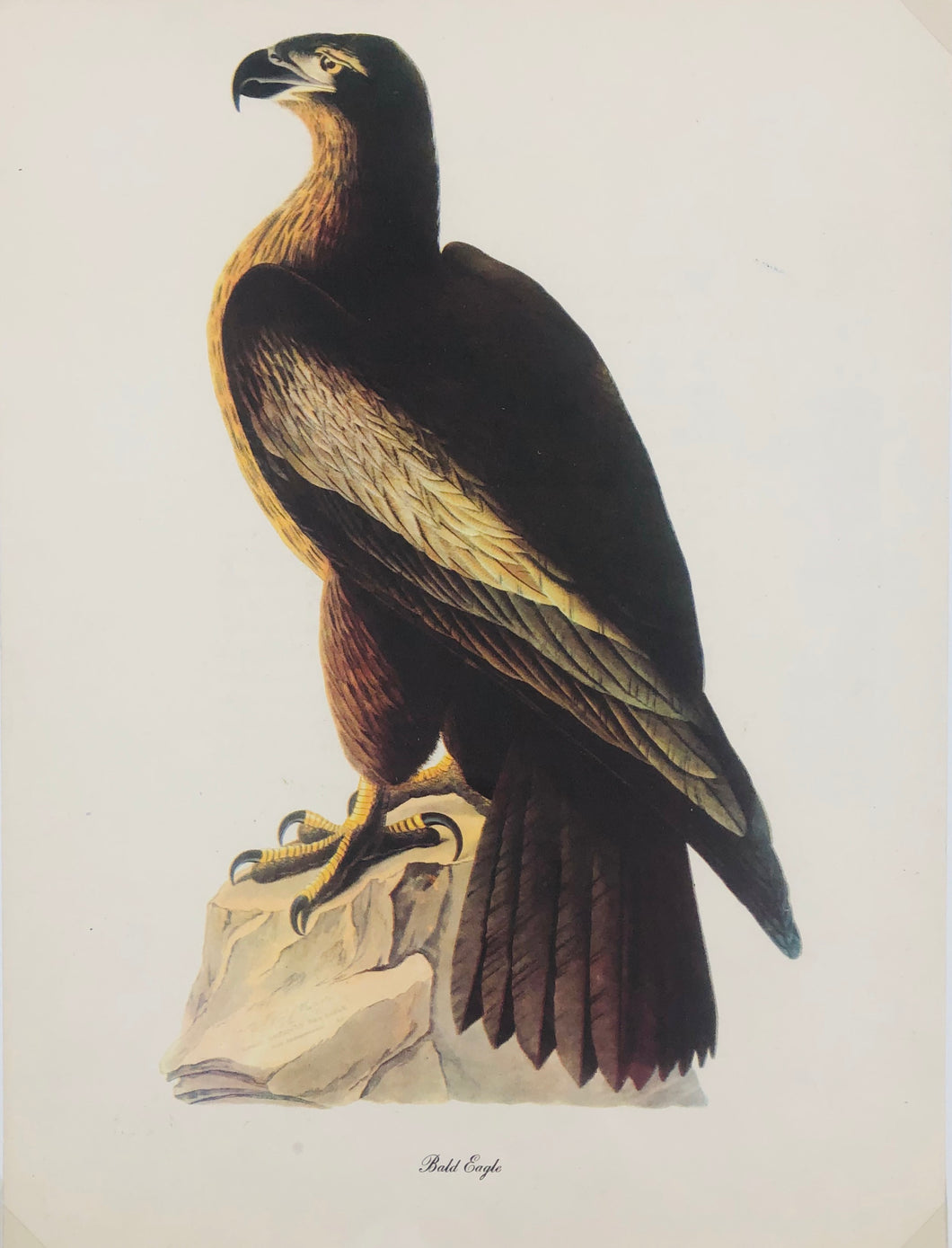 Bald Eagle Art Print