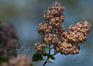 "Lilacs" by Mary Mans