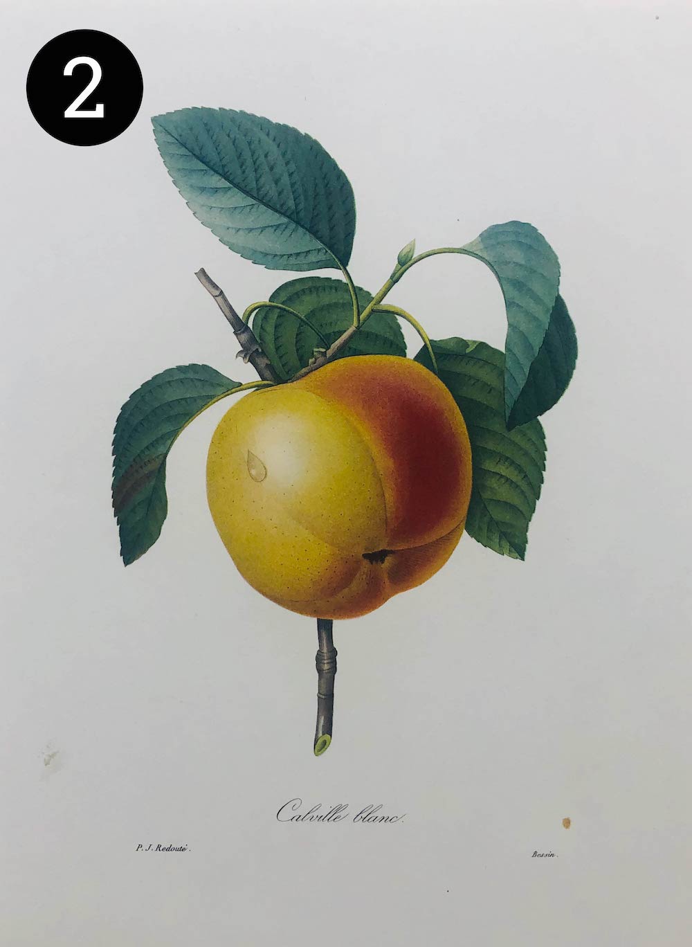 Vintage Fruit Prints – The Art of Custom Framing