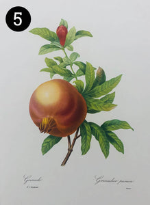Vintage Fruit Prints