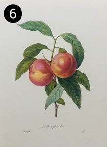 Vintage Fruit Prints